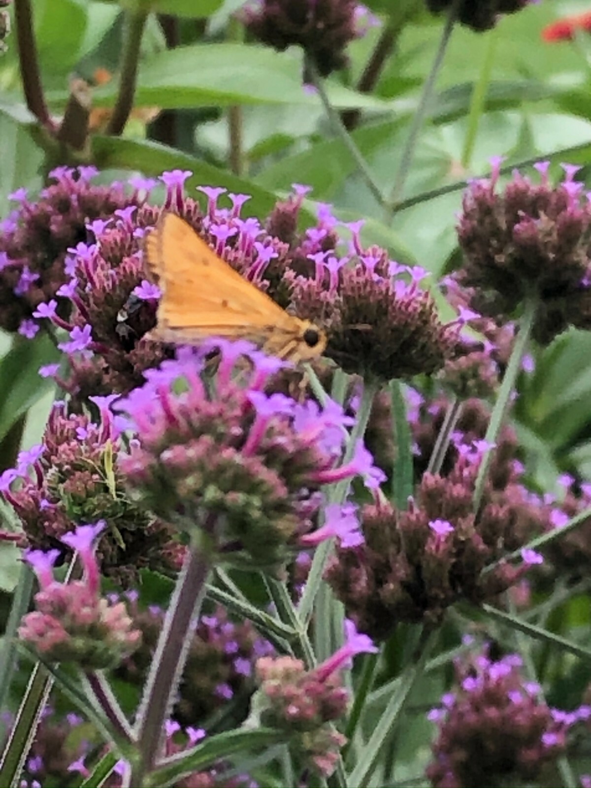 VERBENA bonariensis PURPLETOP VERVAIN Tender Perennial Purple Non-GMO 500 Seeds!