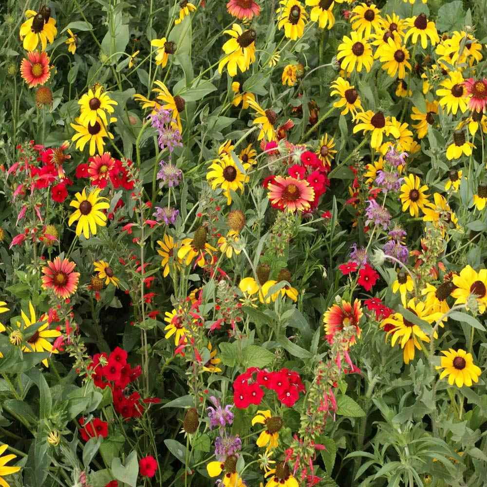 Texas Oklahoma Wildflower Mix, 14 Species of Stunning Native Flowers, Easy Grow