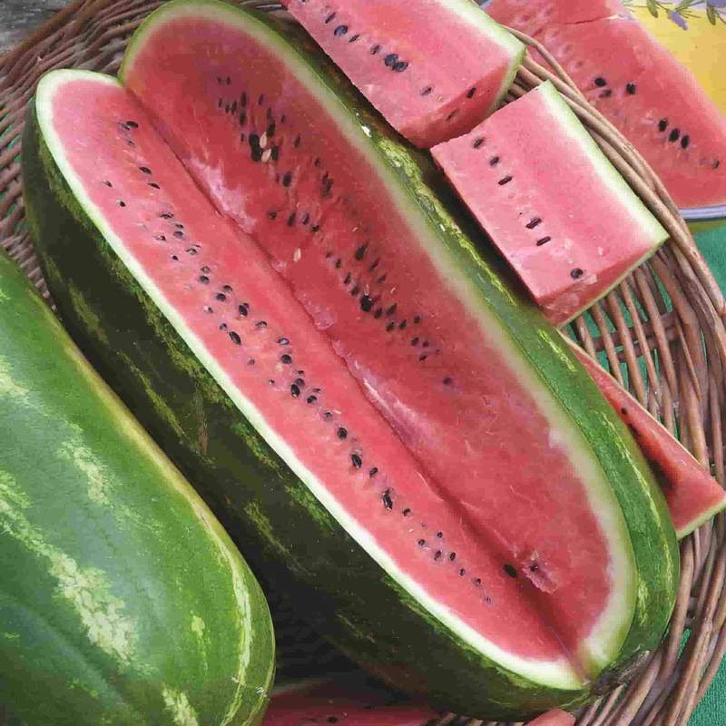Watermelon Seeds Jubilee 15 Ct Fruit 25-40 lbs NON-GMO USA SELLER FREE SHIPPING