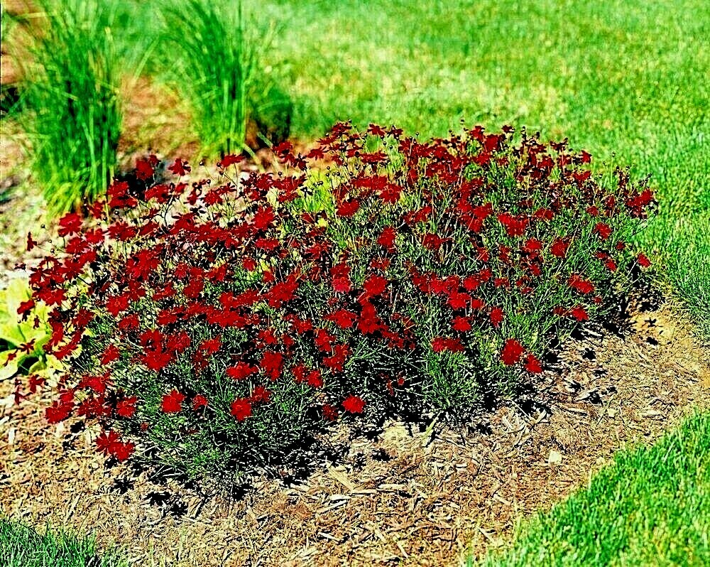 2001+Dwarf RED PLAINS COREOPSIS Seeds Native Wildflower Drought Heat Pollinators