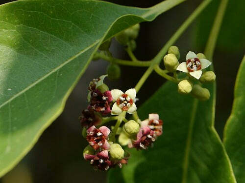 Santalum album | Chandana | Indian or White Sandalwood | 10 Seeds
