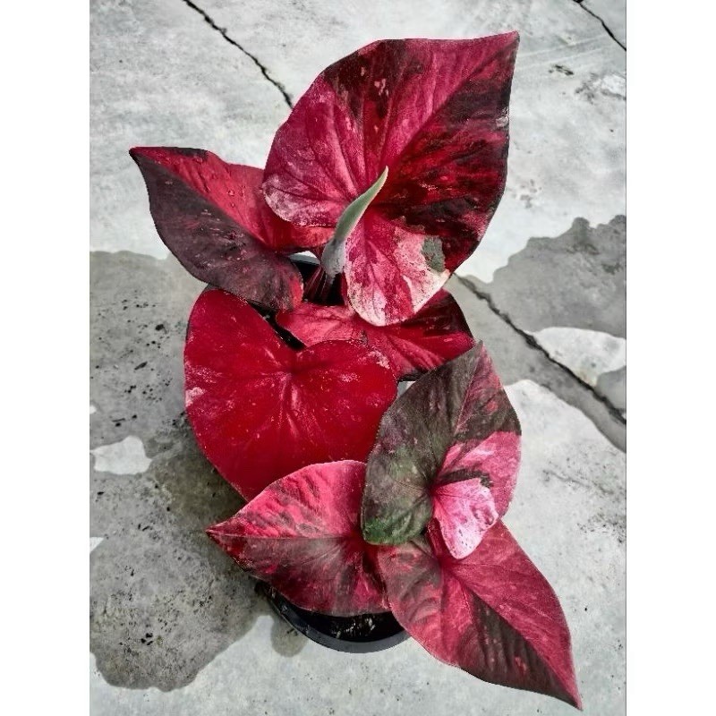 AUTHENTIC Volcano Caladium 1 bulb