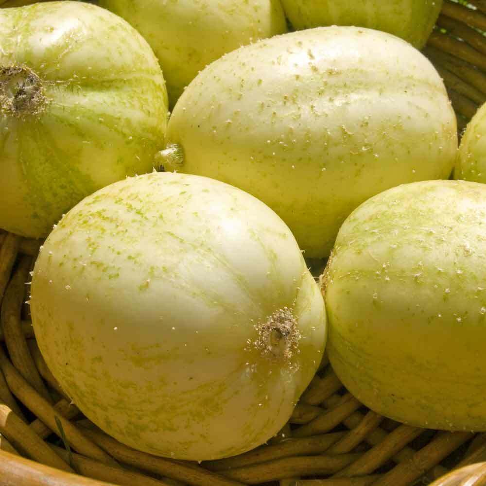 Crystal Apple Cucumber Seeds 20+ Vegetable Garden Heirloom NON-GMO FREE SHIPPING