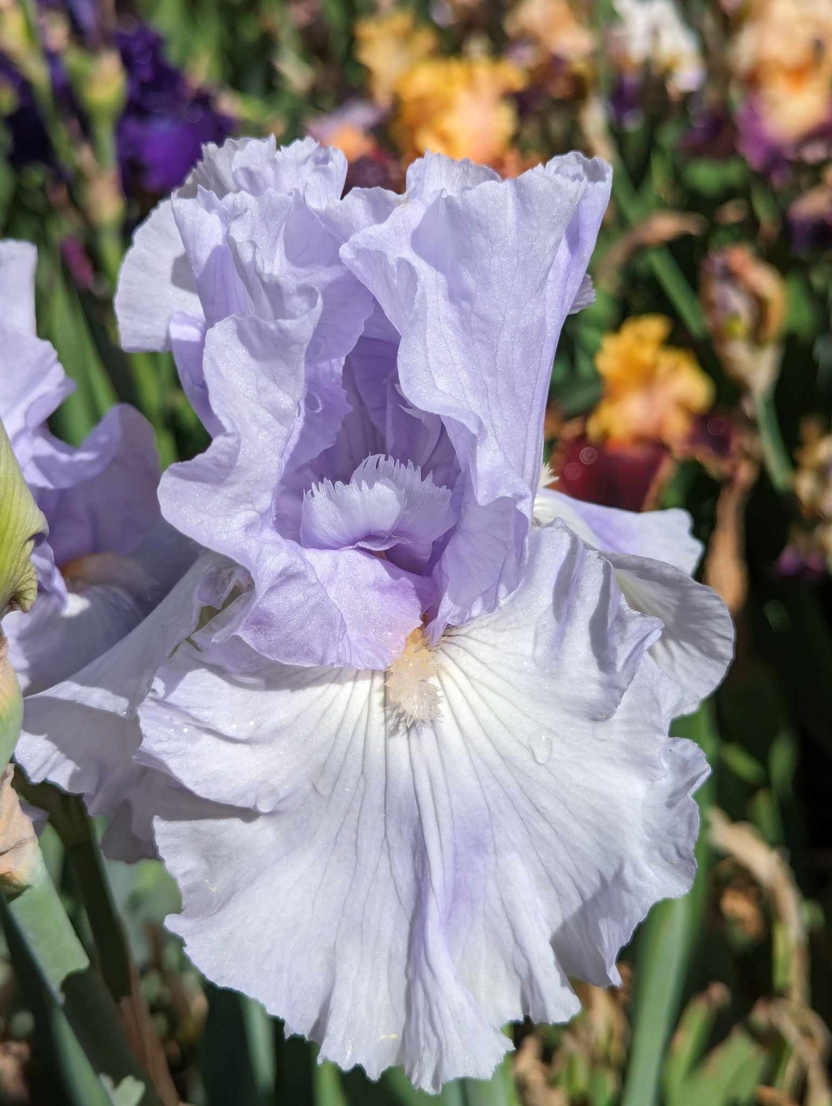 ‘Misty Twilight’ ﻿ Tall Bearded Iris Rhizome PRE-SALE to Ship Aug/Sept