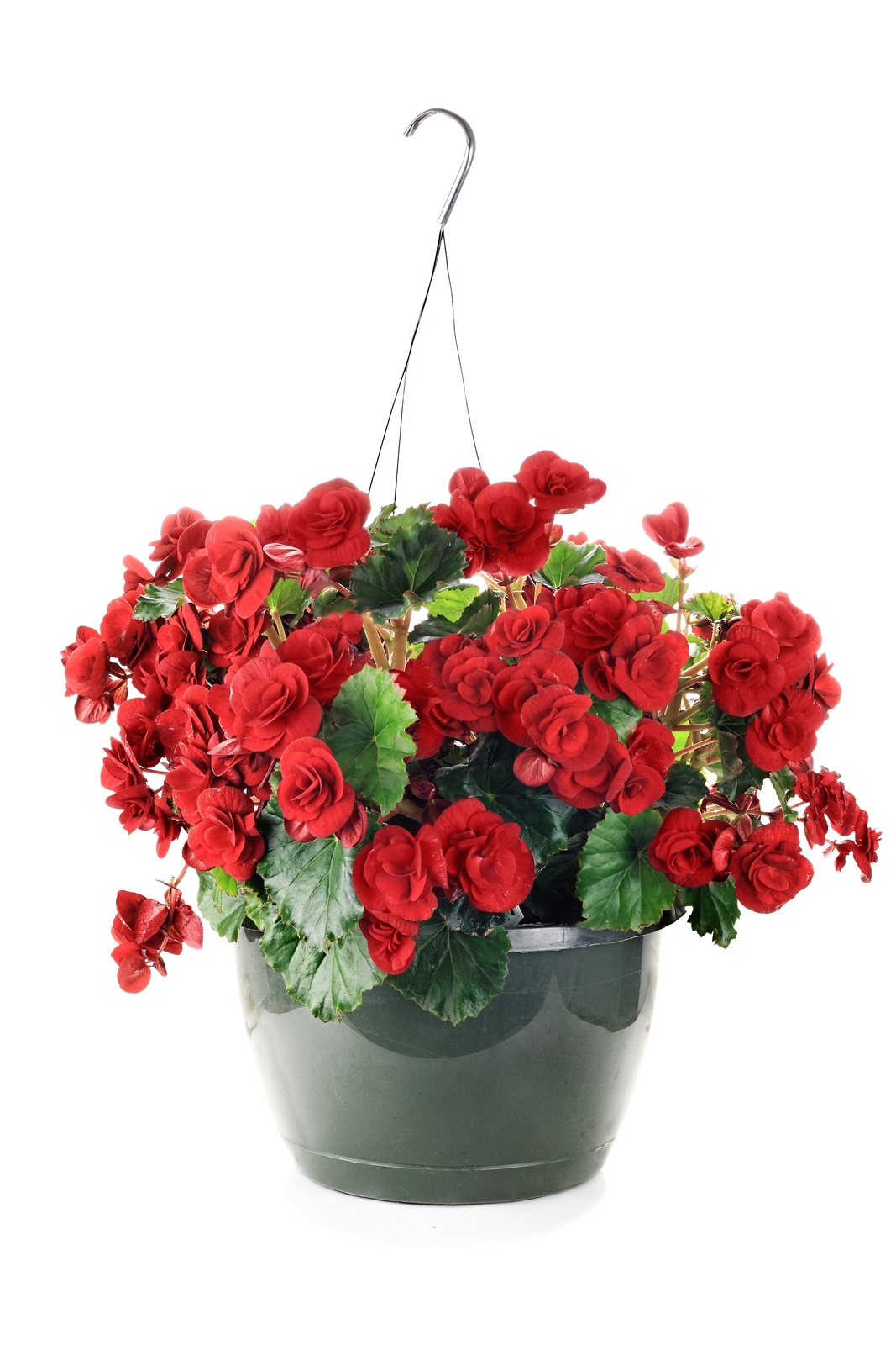 30 MIXED DOUBLE BEGONIA Tuberosa Tuberous Begonia Red Pink + Shade Flower Seeds