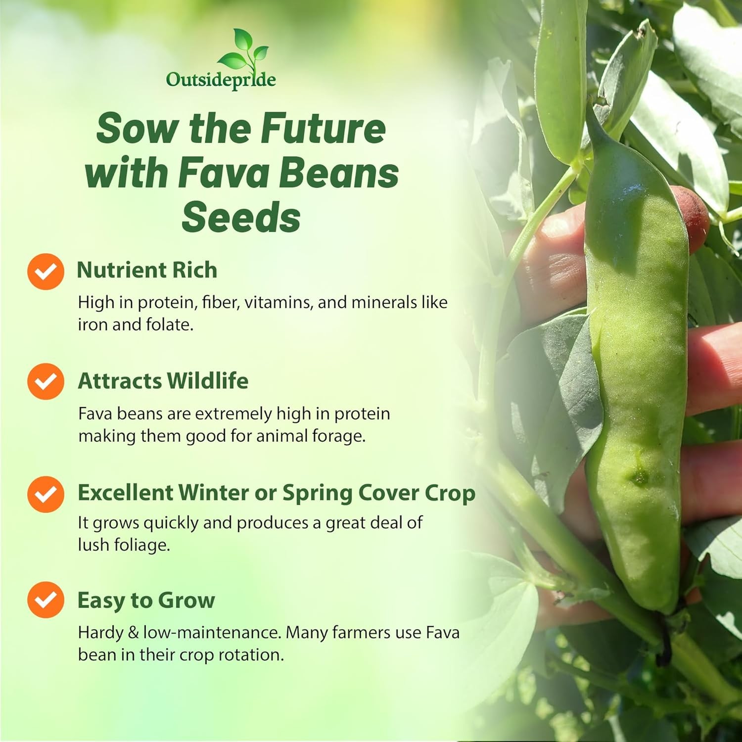 10 LBS Fava Bean Seeds For Cover Crops & Food plots