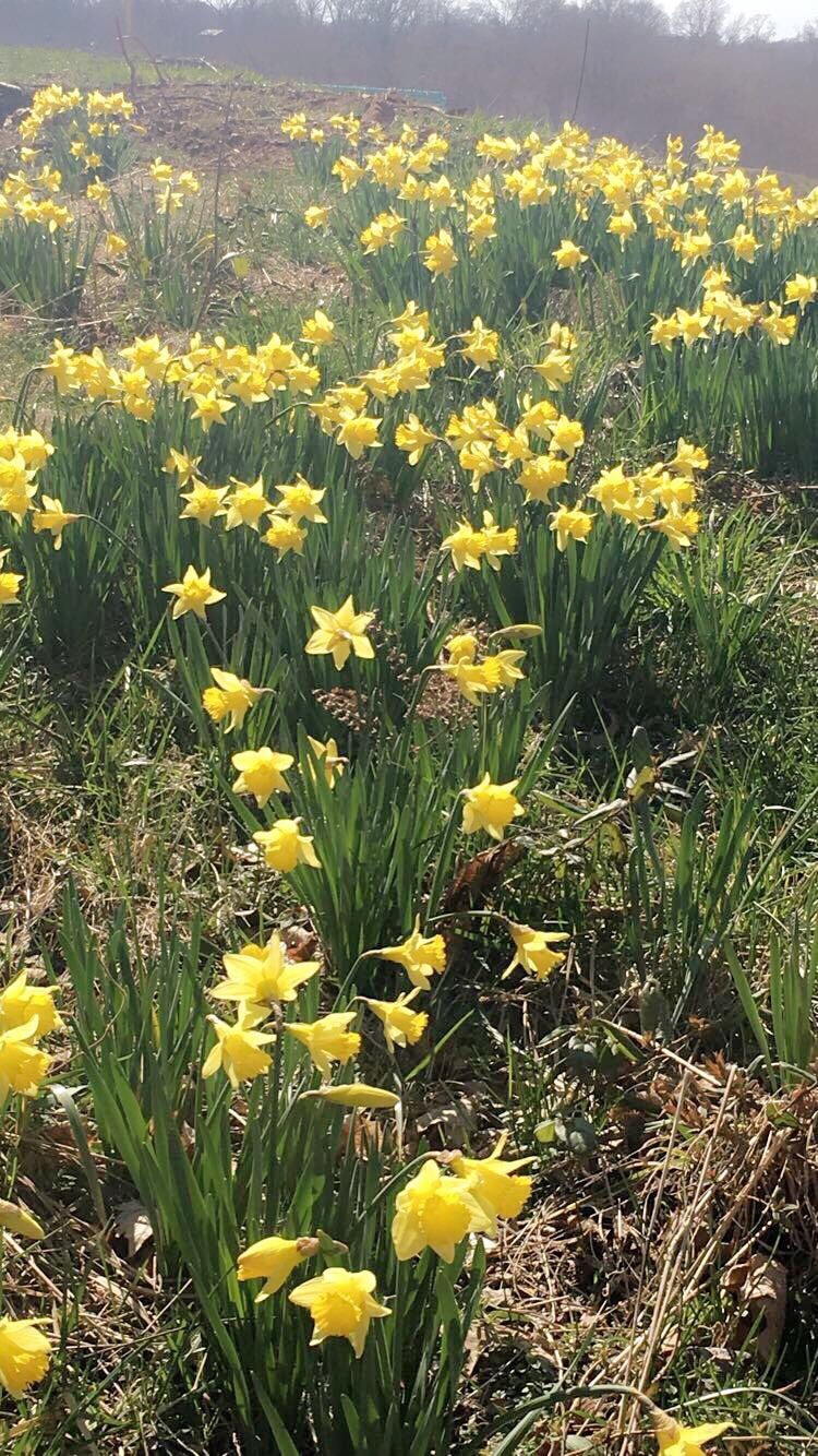 Easy to Grow Narcissus Daffodil Carlton 10 Plant Bulbs, Spring Flowers Zones 4-8