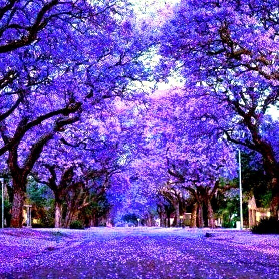 Jacaranda Fern Tree Seeds (Mimosifolia acutifolia) Tropical Blue Flowers Plant