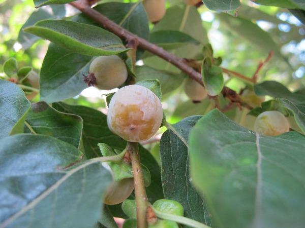 Diospyros lotus | Date-Plum | Caucasian or Lilac Persimmon | 20 Seeds