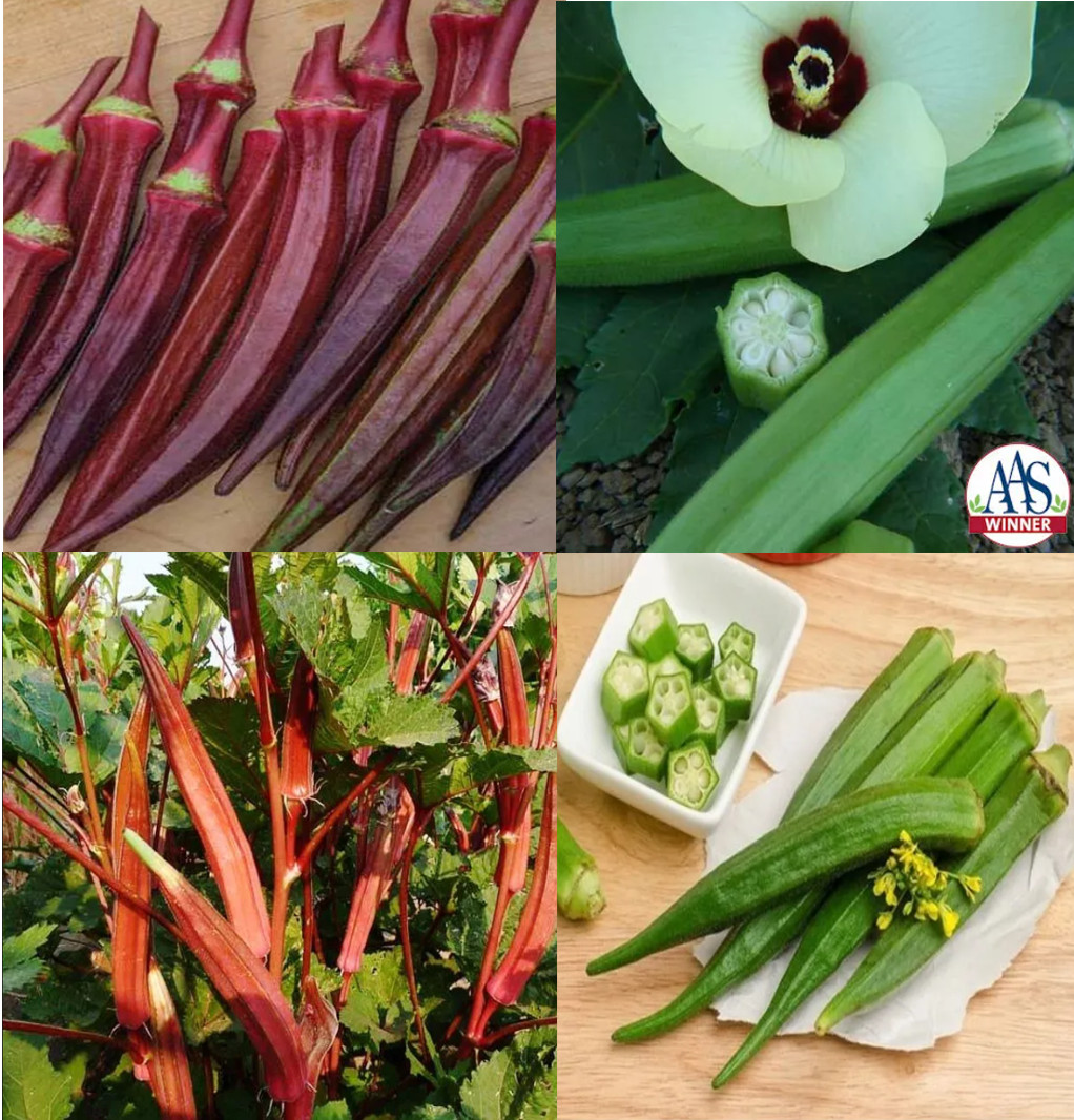 OKRA MIX BULK PACK Red Burgundy Clemson Spineless Jing Orange Perkins 150 Seeds!
