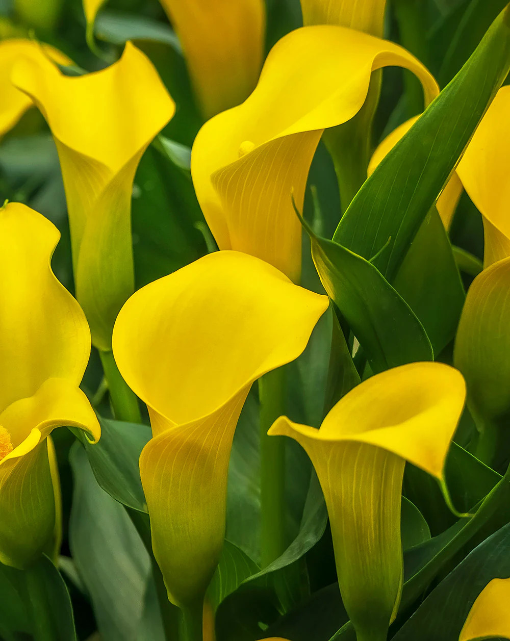 Sun Club Calla Lily® – 3 tubers