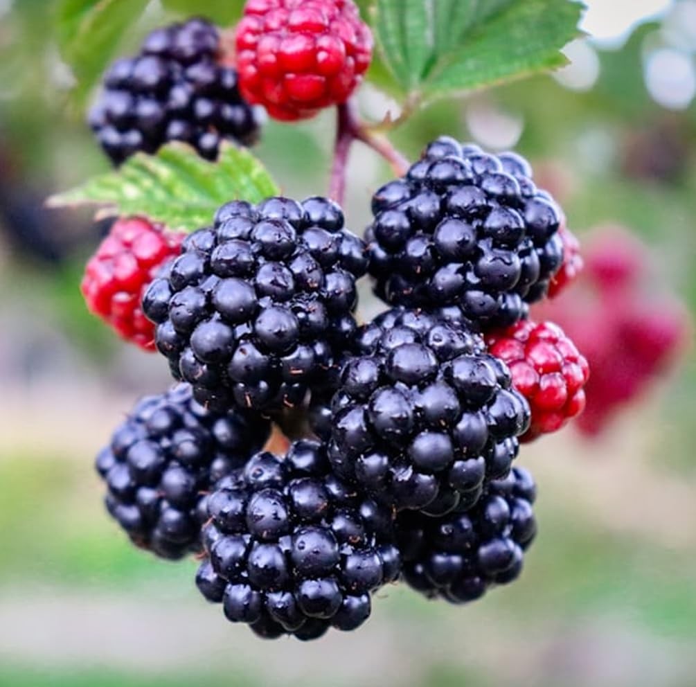 200 NonGMO Blackberry Seeds for Garden Planting Sweet, Healthy Fruit