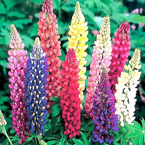 Russell Lupine Seeds – Approximately 125 Seeds