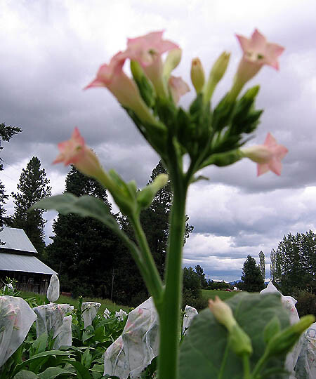 1000 Havaña K2-24 Tobacco Seeds ~ Heirloom Non-GMO Nicotiana Tabacum Fast Growin