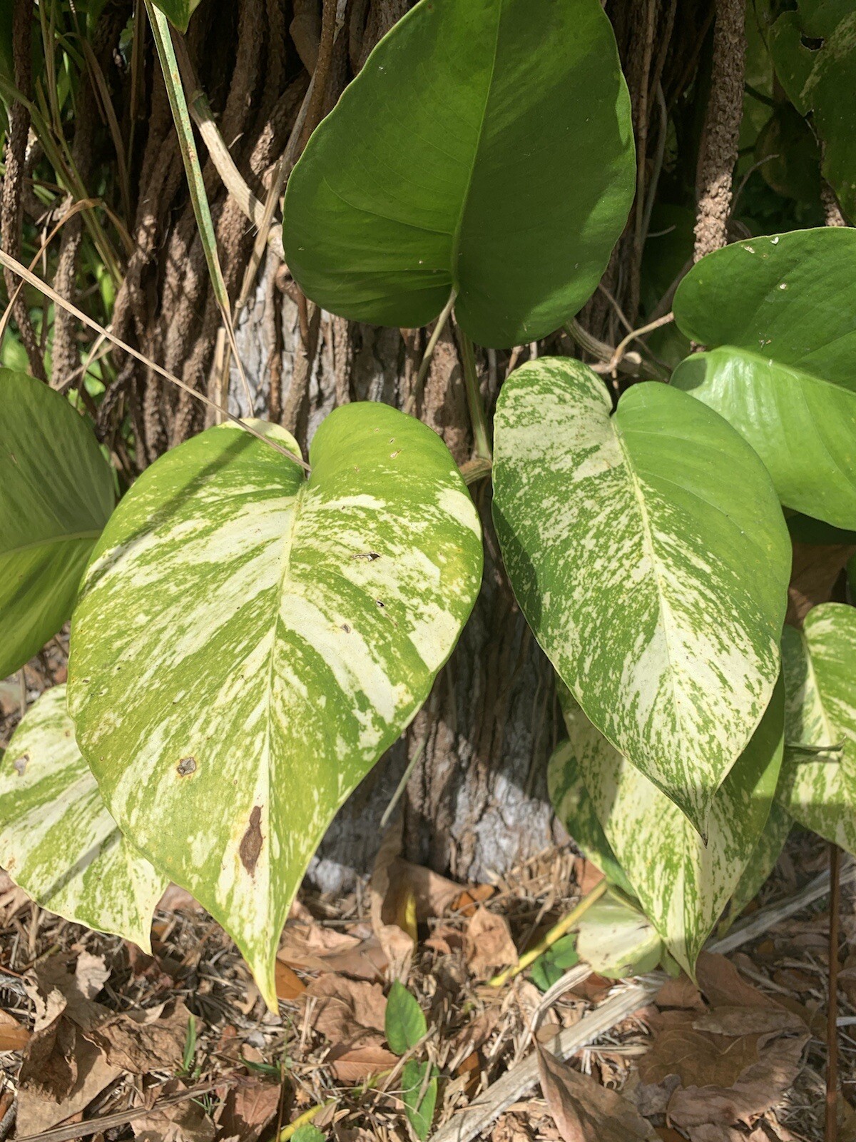 Variegated Giant Golden Pothos, well rooted plant shipped in container with soil