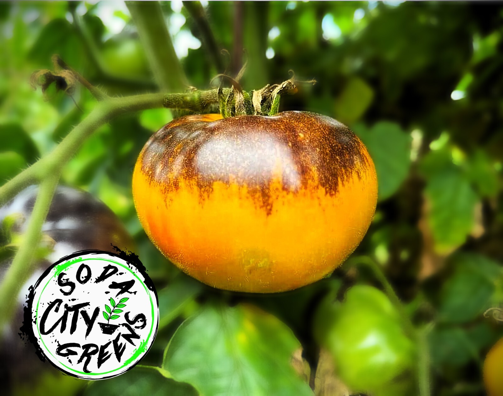 Sart Roloise Tomato Seeds