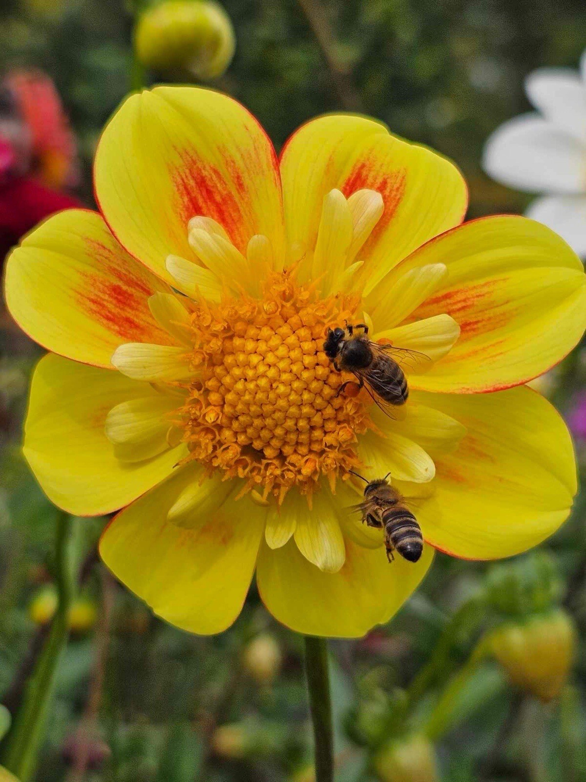 75+ DAHLIA SEEDS Open Pollinated XLNT Germination **Shipping US ONLY**