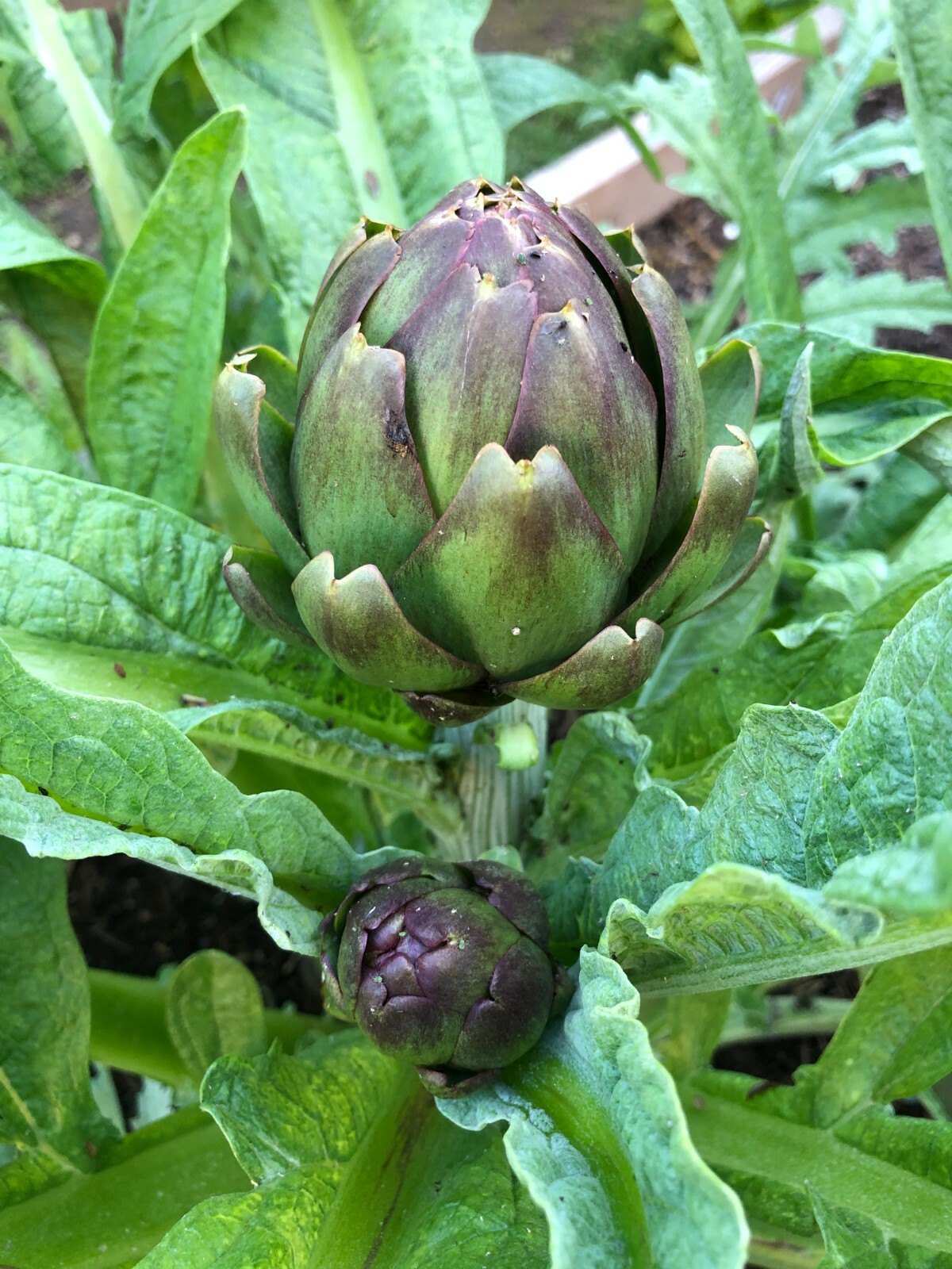 50+ Globe Artichoke Seeds Organically Grown USA Heirloom Non-GMO Packed For 2021
