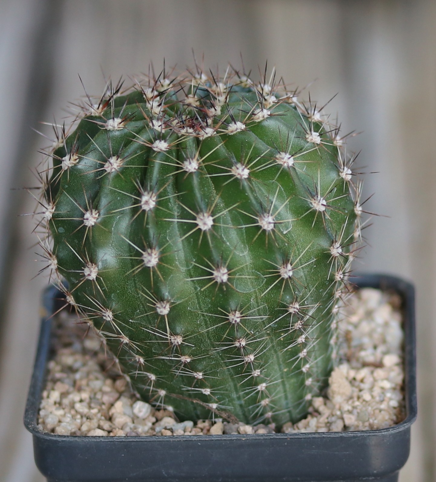 Echinopsis hybrid ‘Minuet’