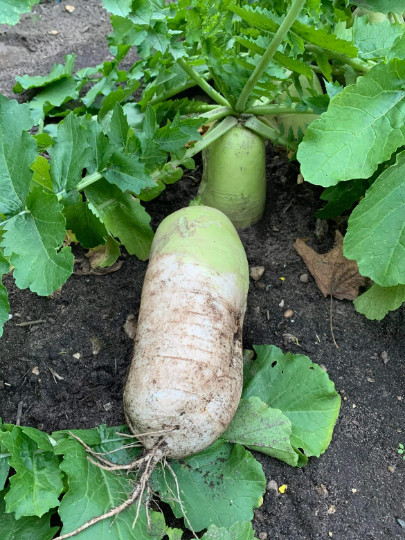50+ Korean Autumn Hybrid Daikon Radish seeds; Excellent For Kim Chi
