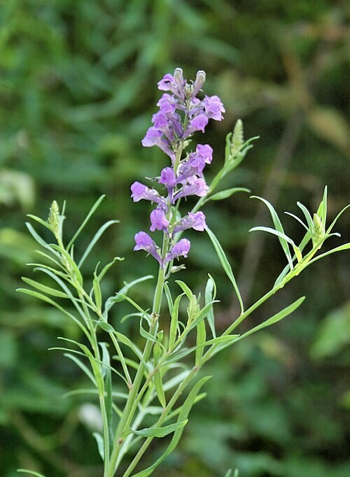 purple toadflax 200 seeds EZ to grow perennial flower, linaria purpurea