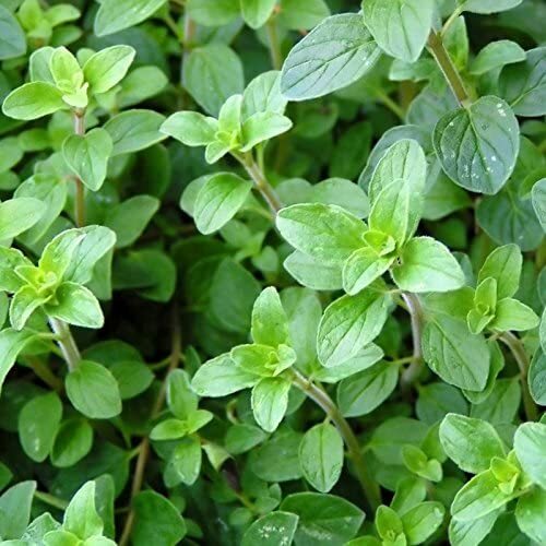 Italian Oregano Seeds | Free Shipping | Non-GMO | Seed Store | 1143