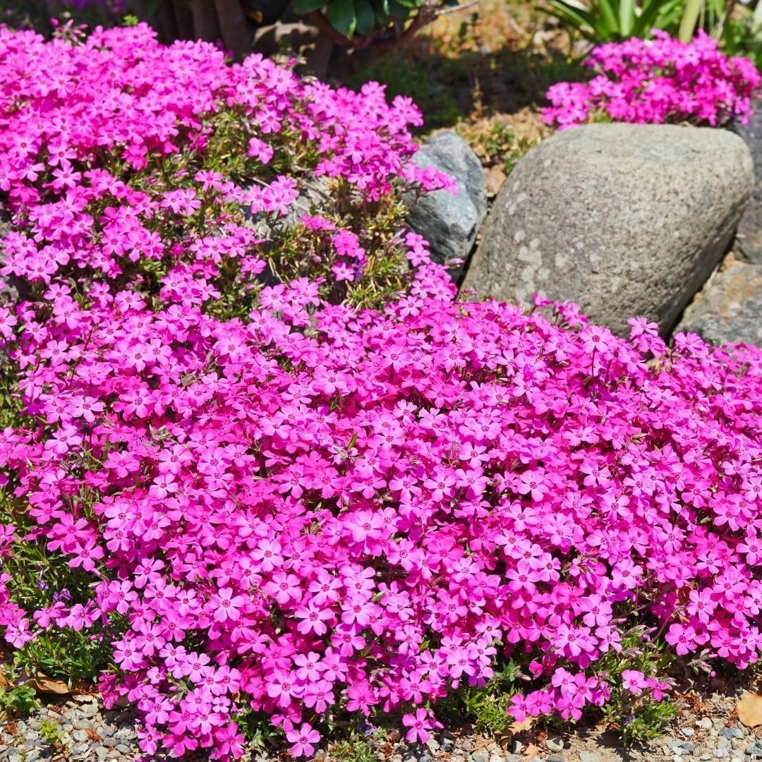 1100+ Annual Phlox Beauty Mix Seeds for Planting Outdoor-Creeping Phlox Ground C