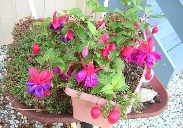 Mix 50pcs/bag Fuchsia Seeds Potted Flowers seeds,bonsai seeds.#5052