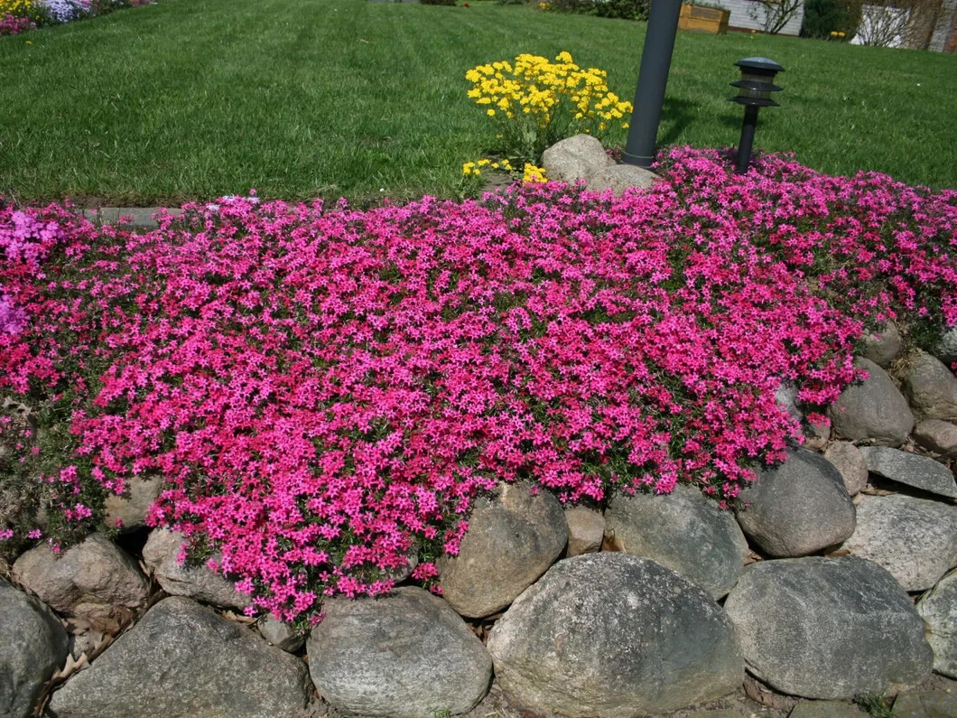 100+ Scarlet Flame Creeping Phlox Seeds for Garden – USA – FREE SHIPPING!