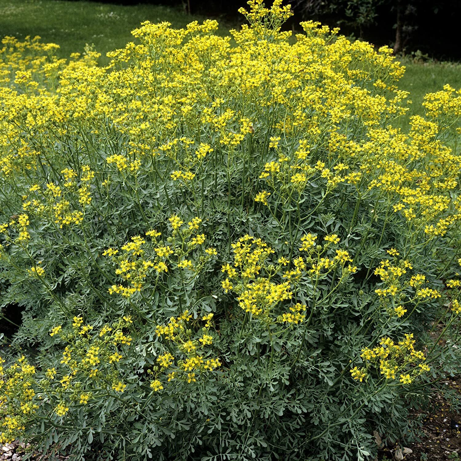 Rue 100 Seeds (Ruta Graveolens) Heirloom Herb-of Grace – Non GMO – Open Pollinat