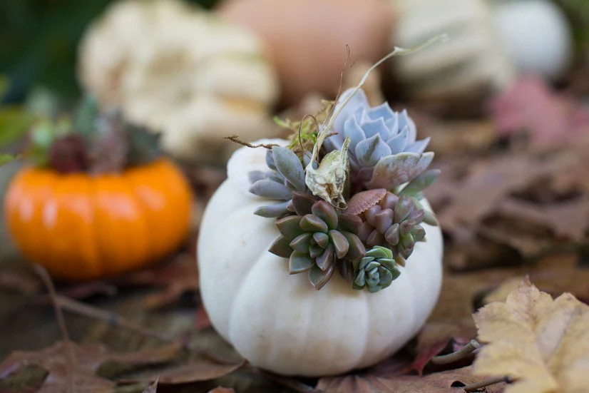 Mini Mix Pumpkin Seeds | White and Orange Untreated Baby Boo Little Seed 2023