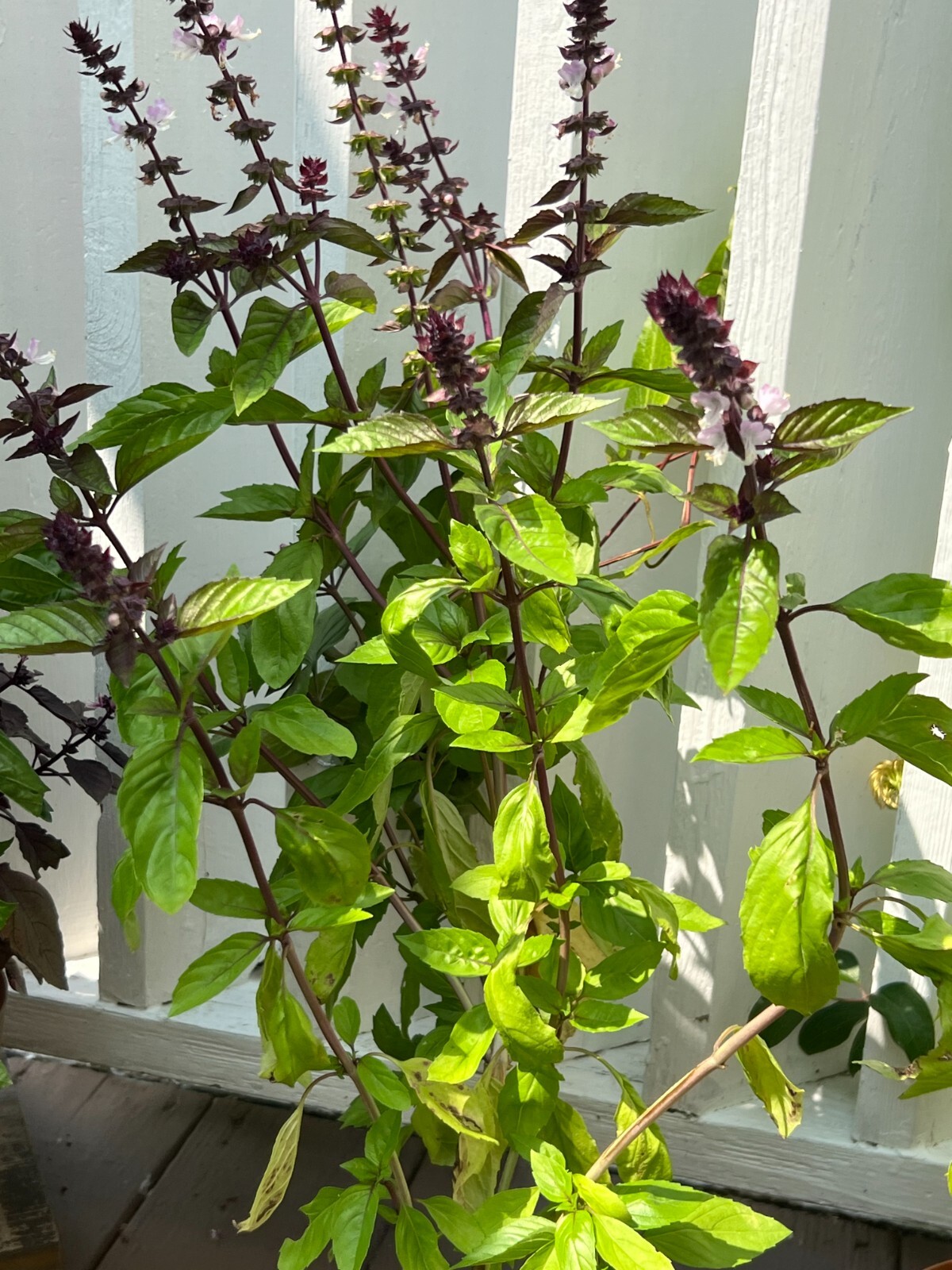 100 Count Cinnamon Basil Seeds NON-GMO / Heirloom
