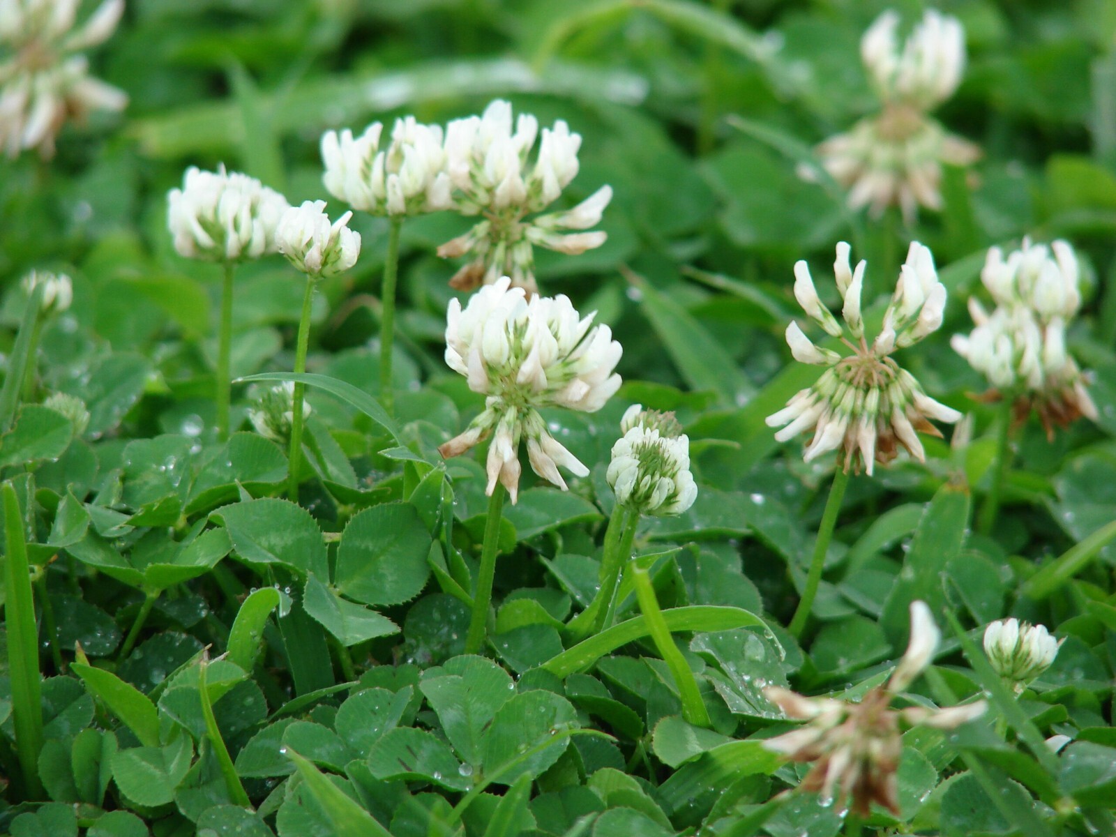 20,000 Dutch White Clover Cover Seeds – NON-GMO
