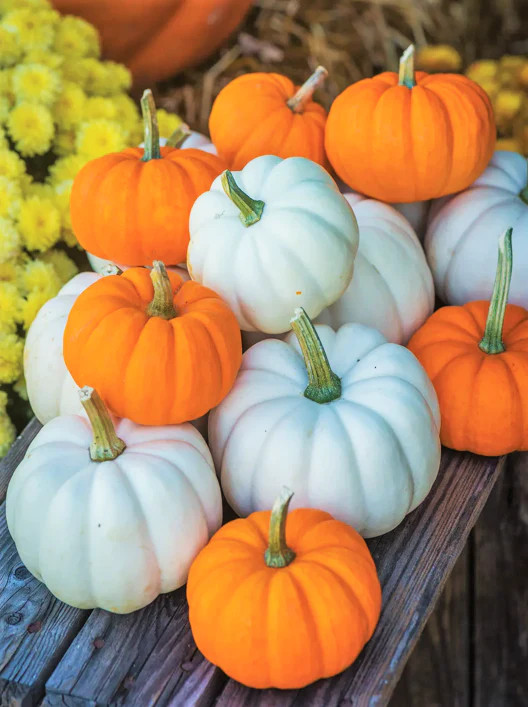 Mini Mix Pumpkin Seeds | White and Orange Untreated Baby Boo Little Seed 2023