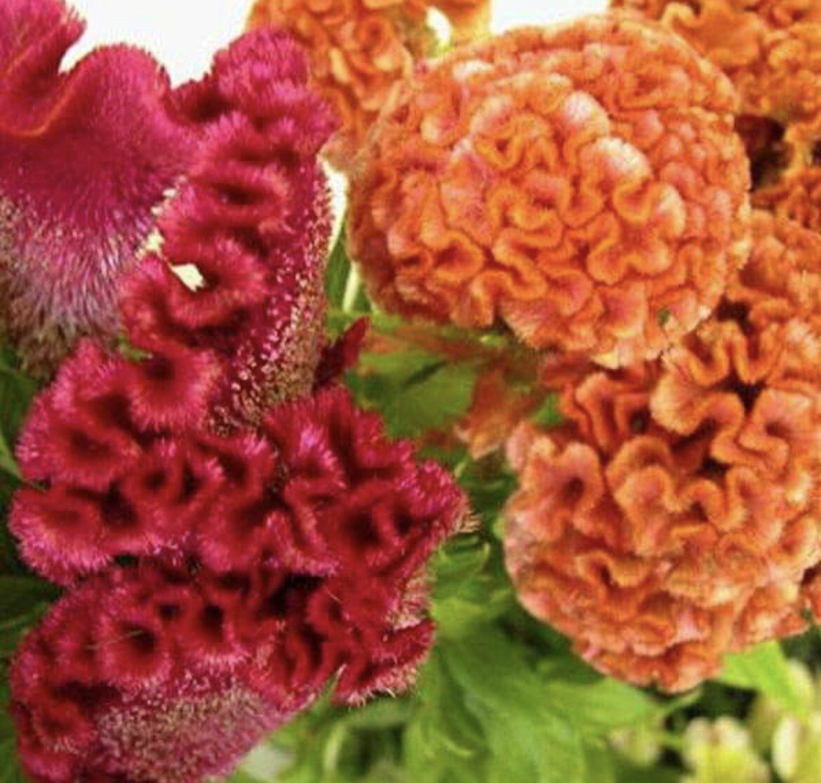 200+ Seeds.Celosia CRISTATA Mixed Cockscomb Buy2 Get 1 Free!