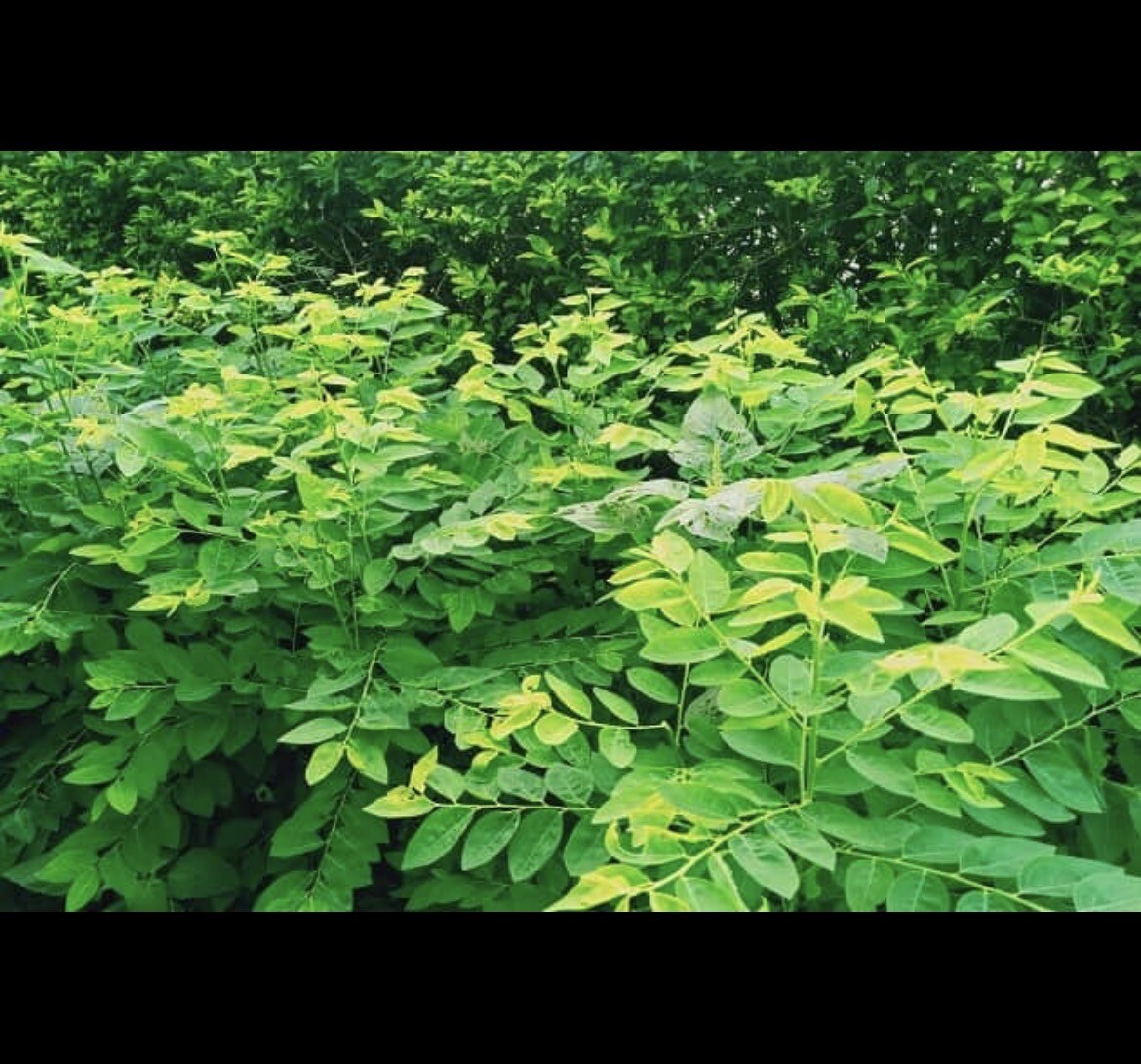 Star Gooseberry Leaves Seeds, Rau bồ ngót, Sauropus Androgynus, Katuk 200+ Seeds