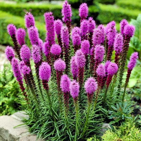 100+ MARSH Dense BLAZING STAR Seeds Gay Feather Native Wildflower Pollinators