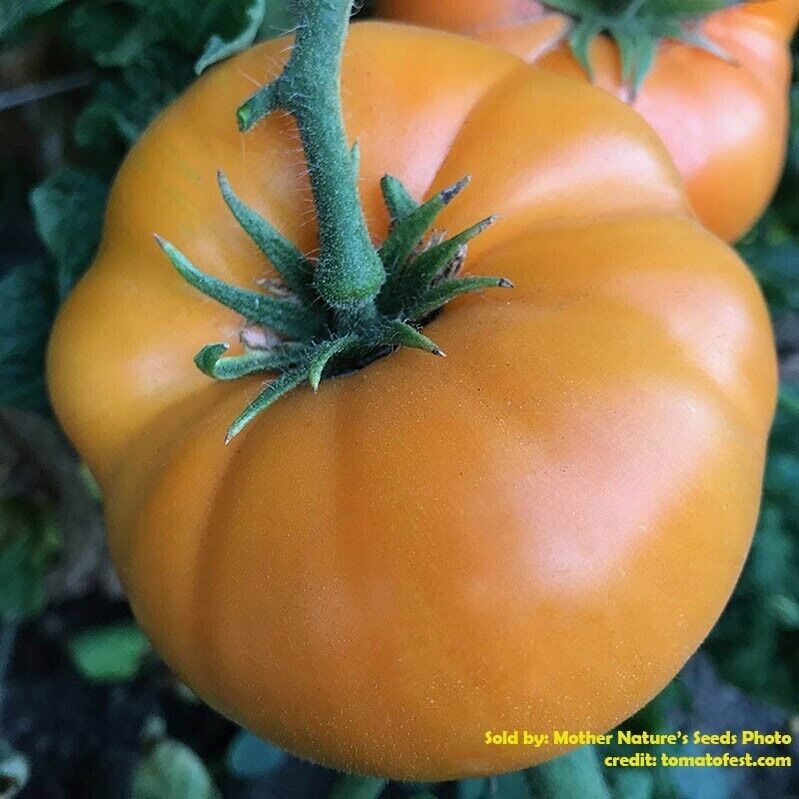 Tomato DWARF RAINBOW MIX Assorted Organic Container Gardening Non-GMO 25+ Seeds