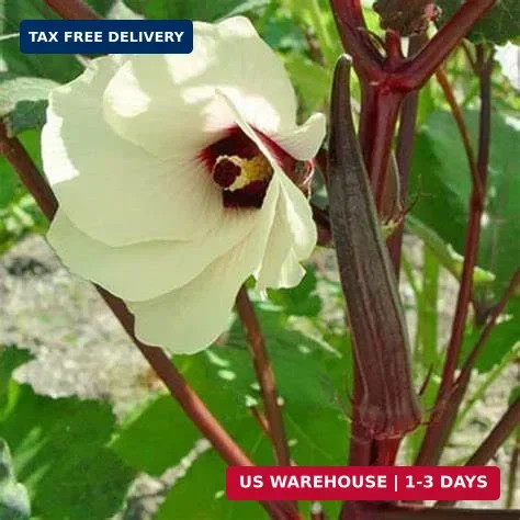 250 Red Burgundy Okra Seeds for Planting. Non GMO 14 Grams Garden Vegetable Bulk
