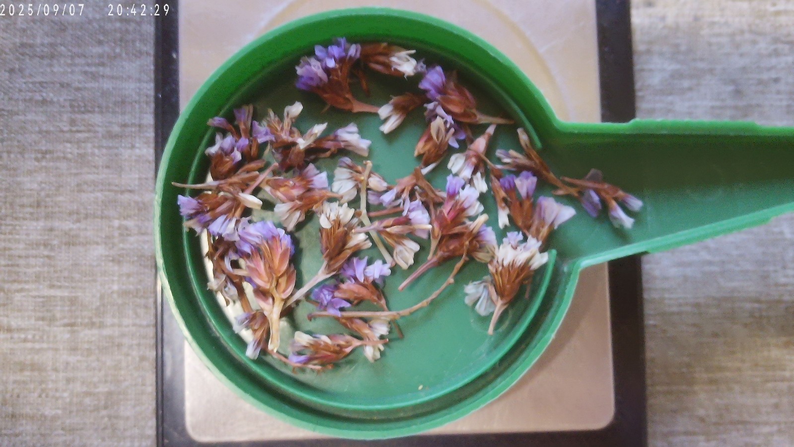 Sea Lavender Crowns Limonium perezii .50gr Seed Packet Free Shipping!