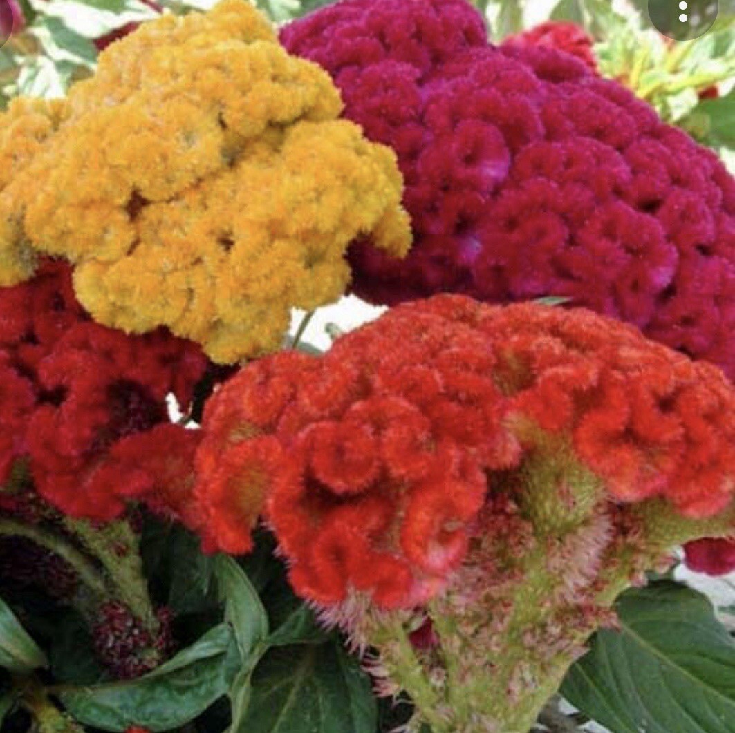 200+ SEEDS Celosia Cristata Cockscomb Buy2get1Free(add2incart)