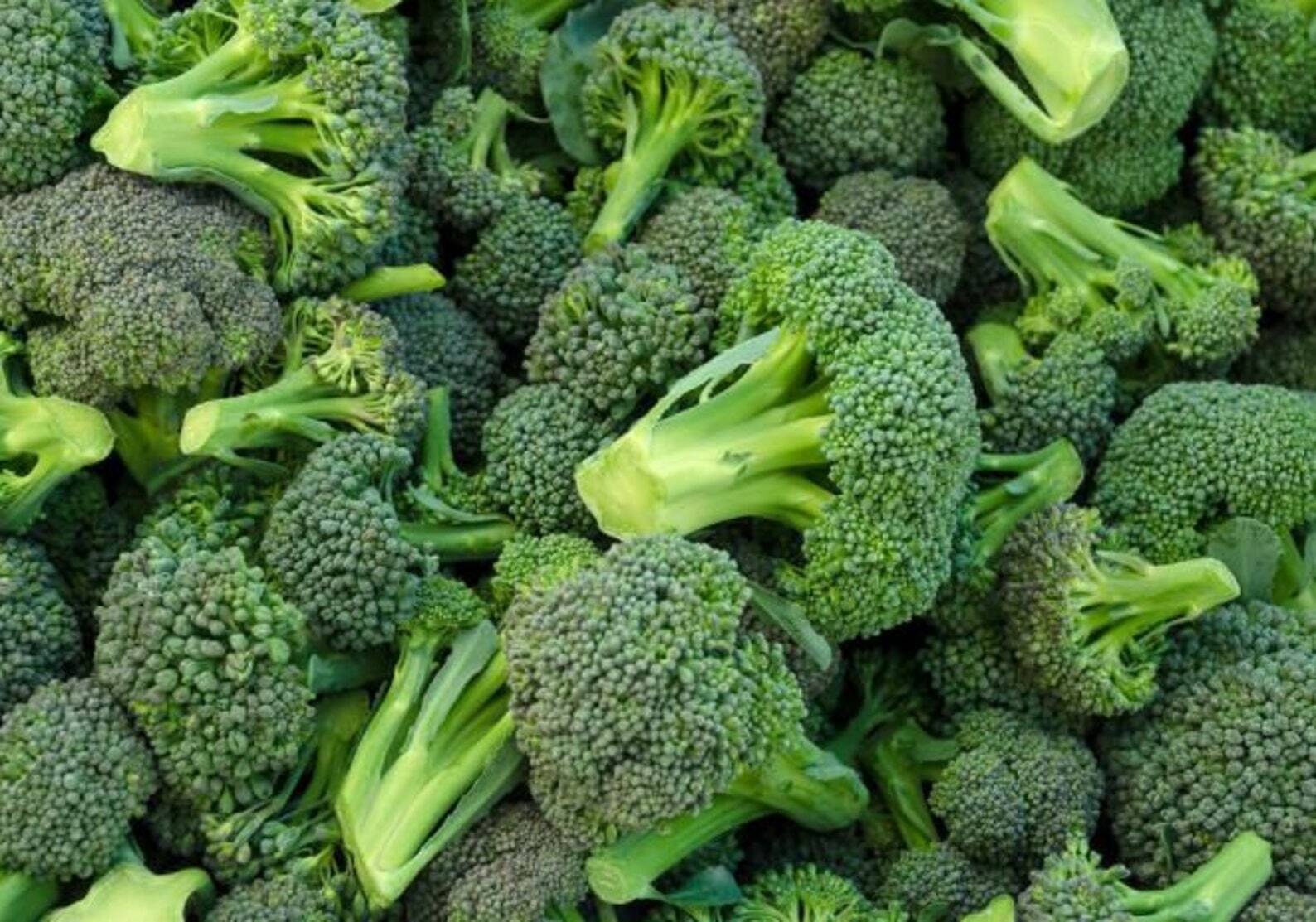 1200+ BROCCOLI WALTHAM SEEDS HEIRLOOM VEGETABLE GARDEN NON-GMO MICROGREENS USA