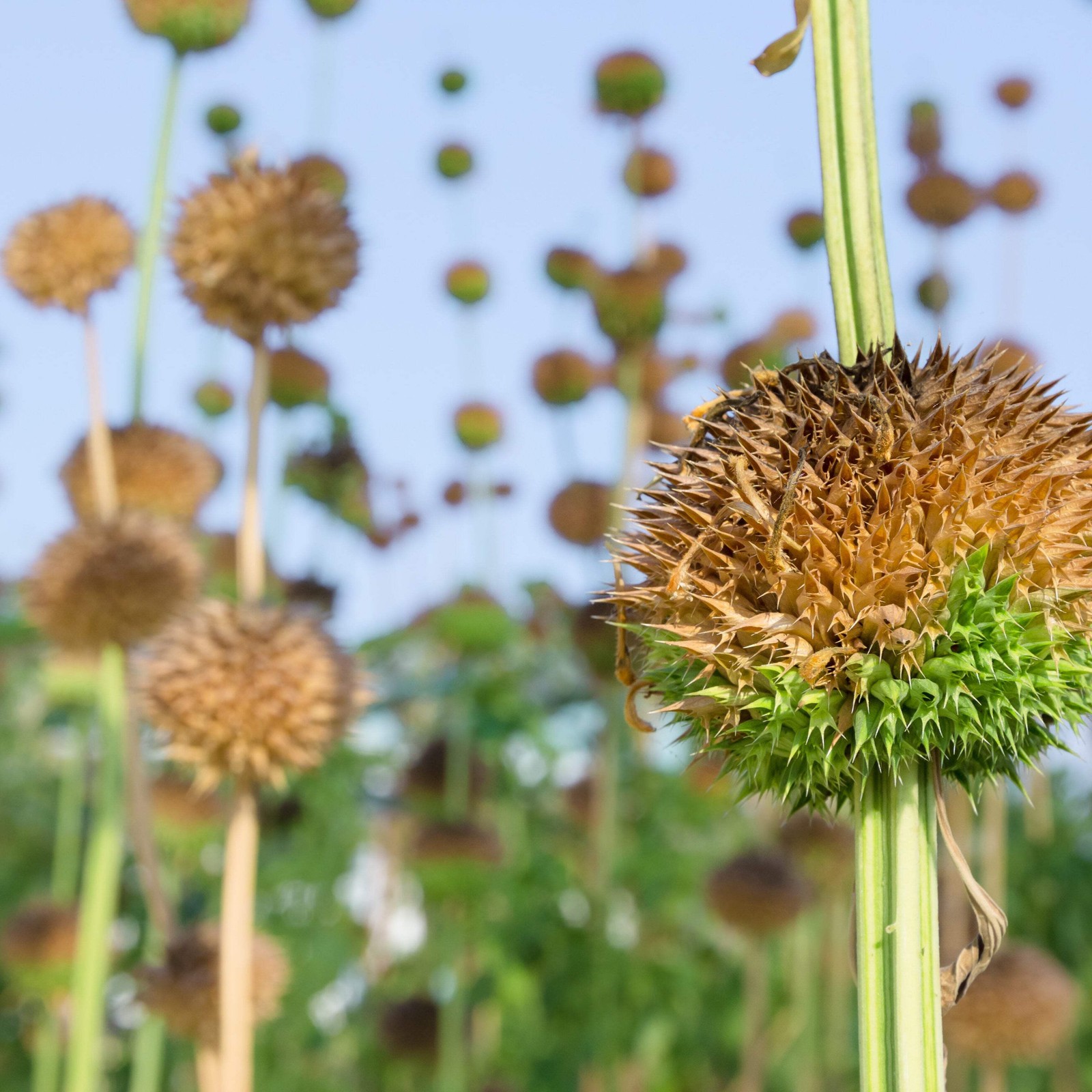 Cordao Seeds, Klip Dagga (Leonotis nepetifolia) ~Pollinator Attractor Garden