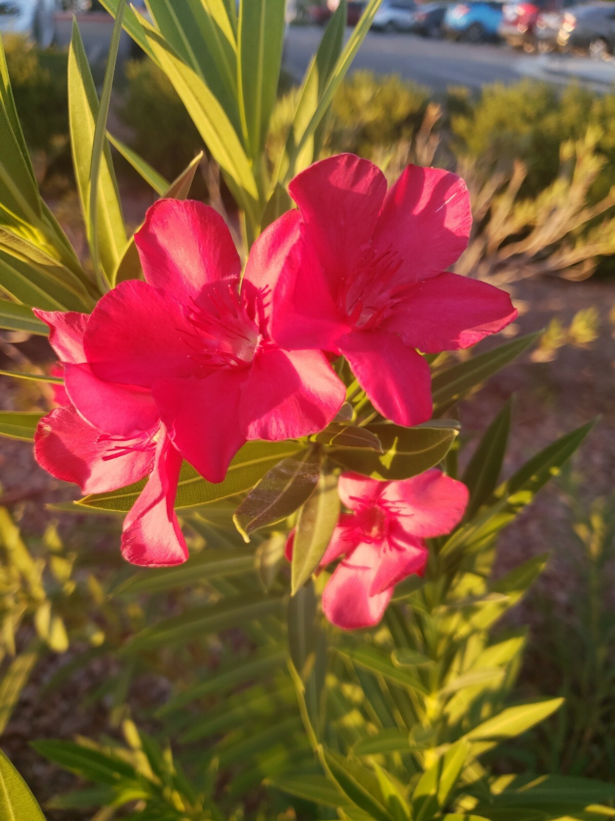 Red Oleander, Fresh Flower Nerium Tree Bush House Plant, 60 2024 Seeds (07)
