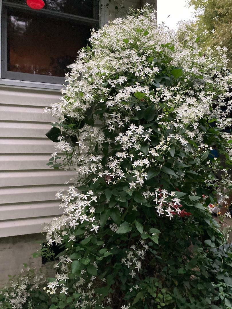 White Star Sweet Smelling Carolina Jasmine Vine Over 100 + Seeds USA Seller