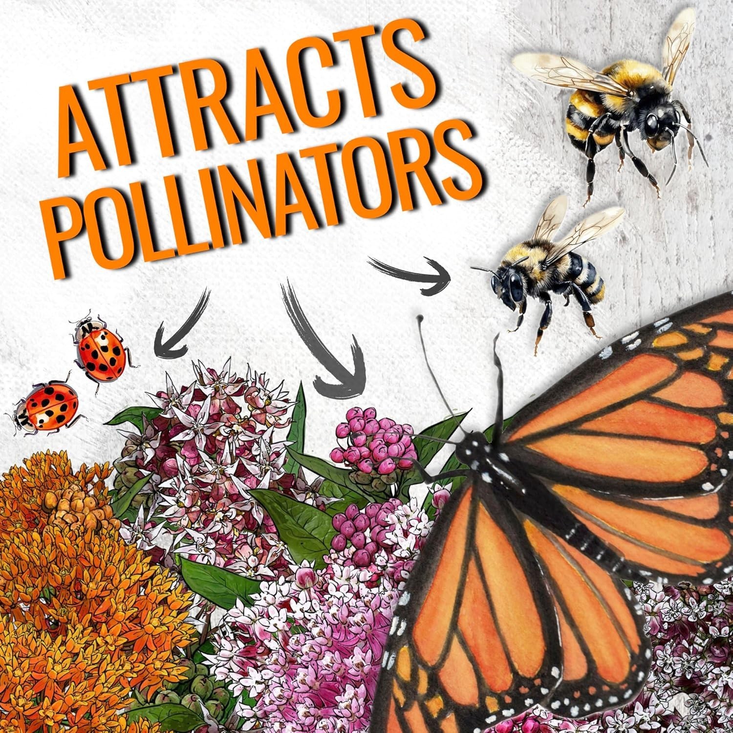 Milkweed Seeds for Planting a Butterfly Garden to Attract Monarch Butterflies…