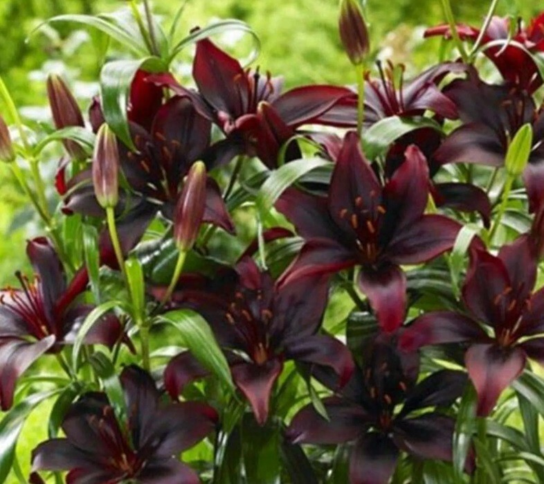 BLACK ASIATIC LILY FLOWER BULBS~BLACKLIST~3-4 FT TALL PERENNIAL LIVE PLANT HARDY