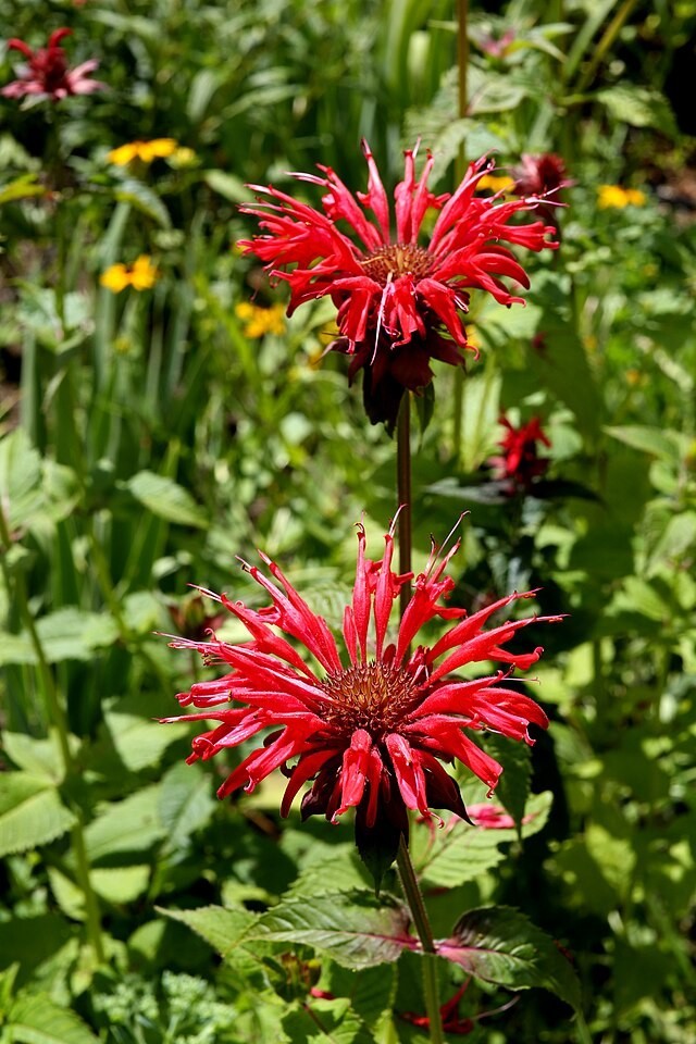 Monarda didyma | Scarlet Beebalm | 50 Seeds