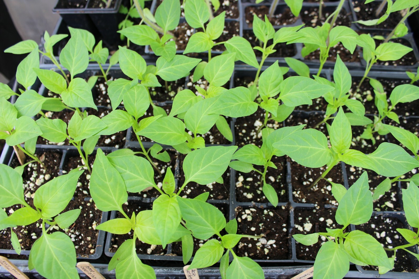 101+CAYENNE Hot Red PEPPER Seeds Organic Summer Vegetable Garden Container Easy