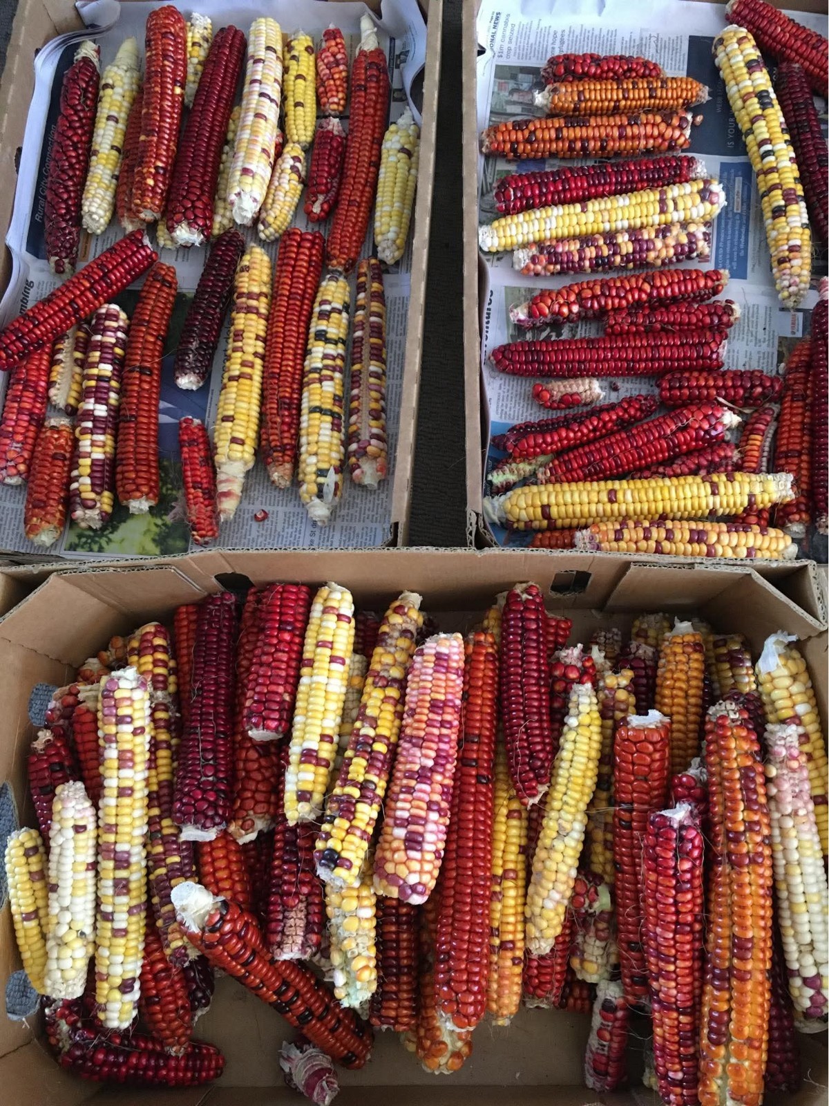 10+ Corn Seeds – RARE – Painted Mountain Flour Corn Seeds – Multicolor